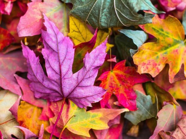 Conseils sur l'entretien de votre jardin pour cet automne.